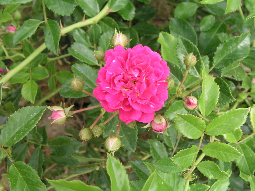 růže Super Excelsa