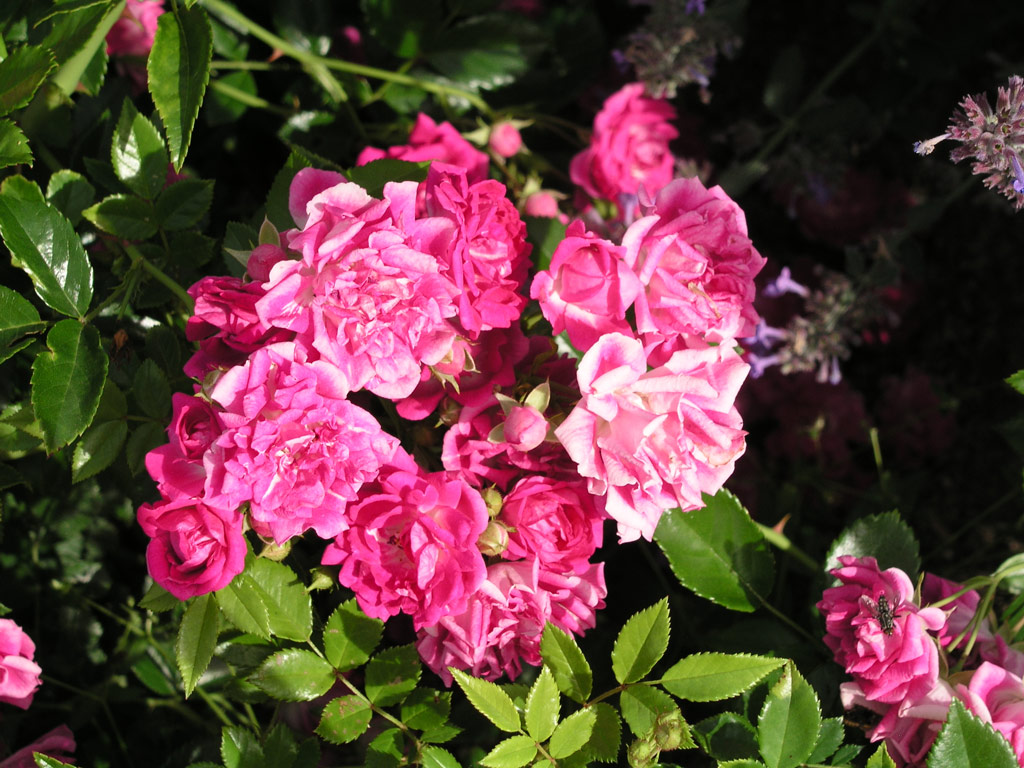 růže Super Excelsa