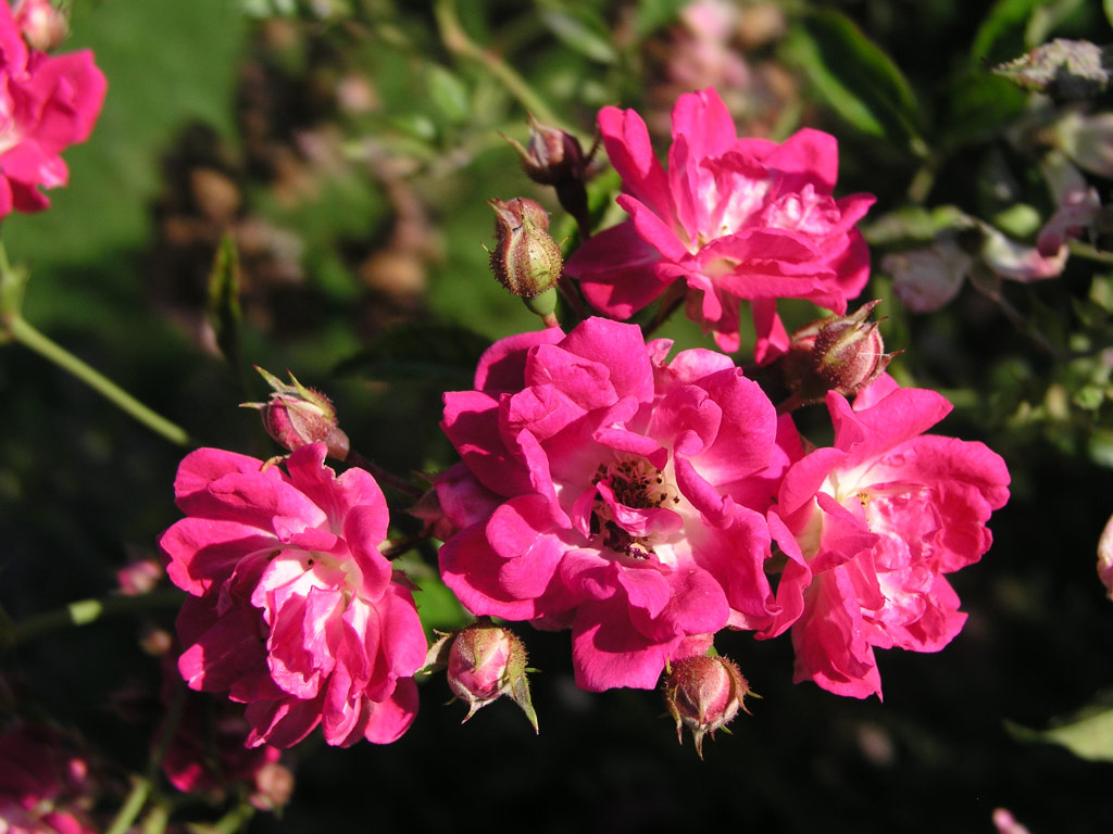 růže Super Excelsa