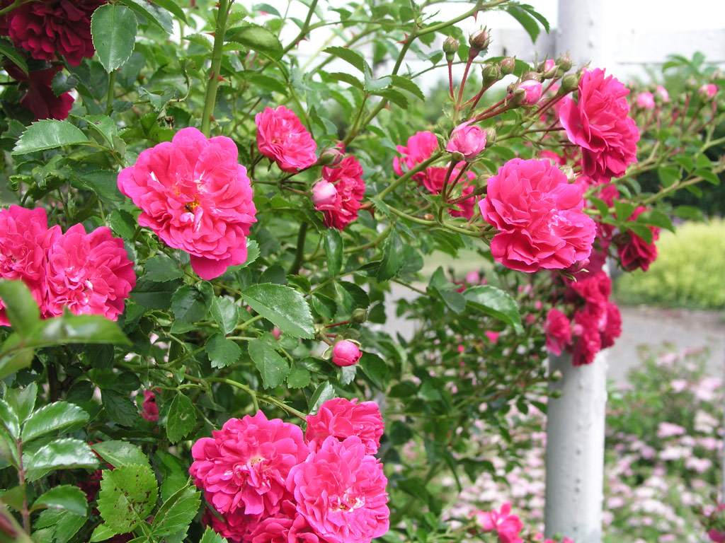 růže Super Excelsa