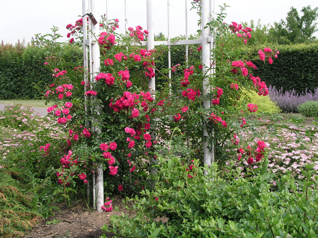 růže Super Excelsa