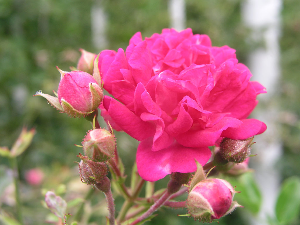 růže Super Excelsa