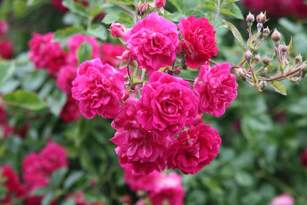 růže Super Excelsa