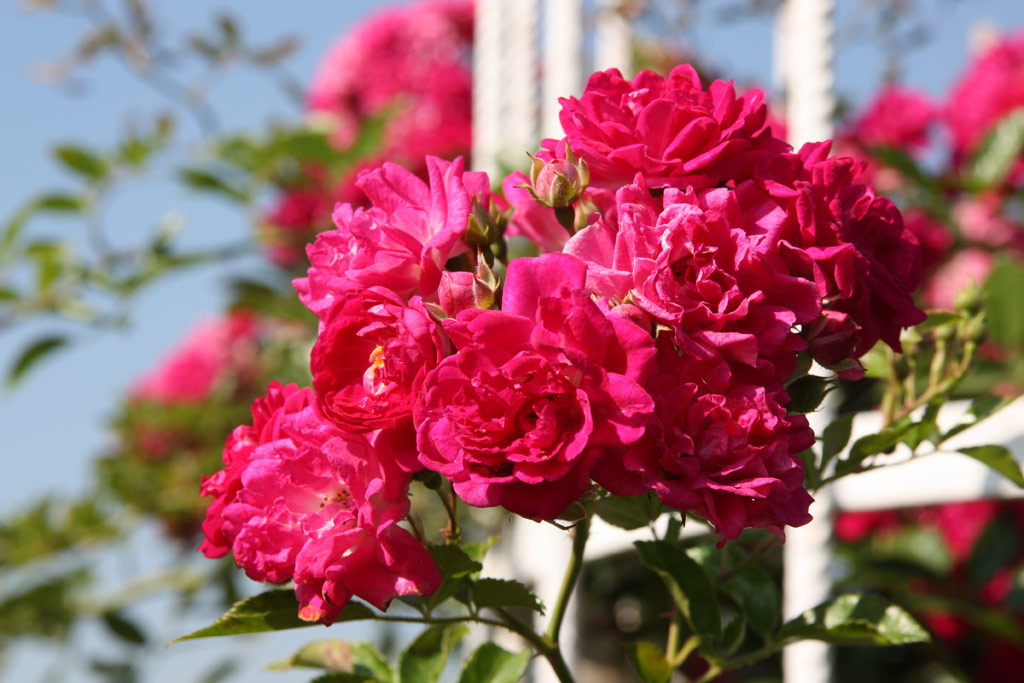 růže Super Excelsa