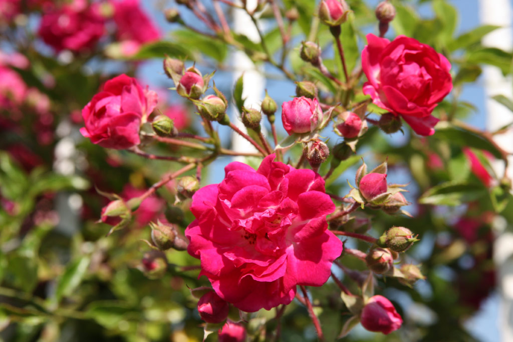 růže Super Excelsa