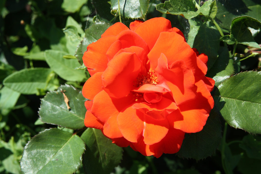 růže Surprise Party