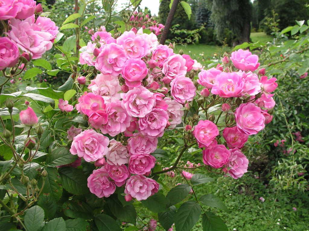 růže Svatopluk ?ech