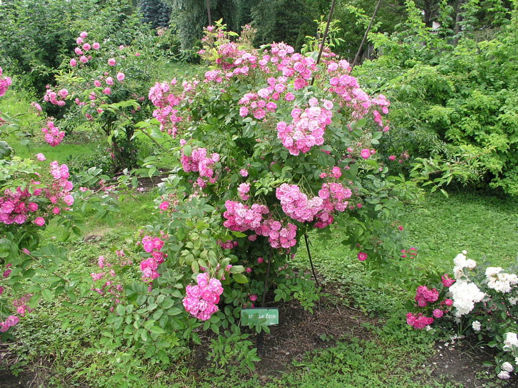 růže Svatopluk ?ech