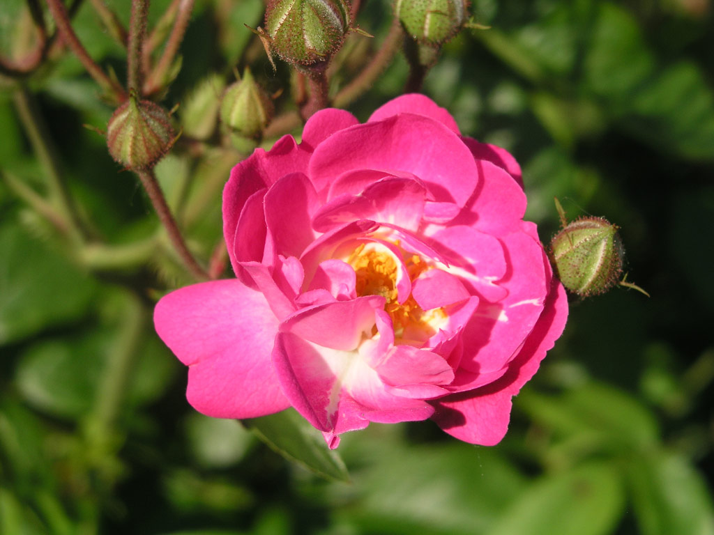 růže Svatopluk ?ech