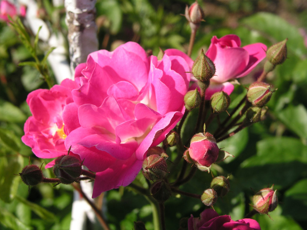 růže Svatopluk ?ech