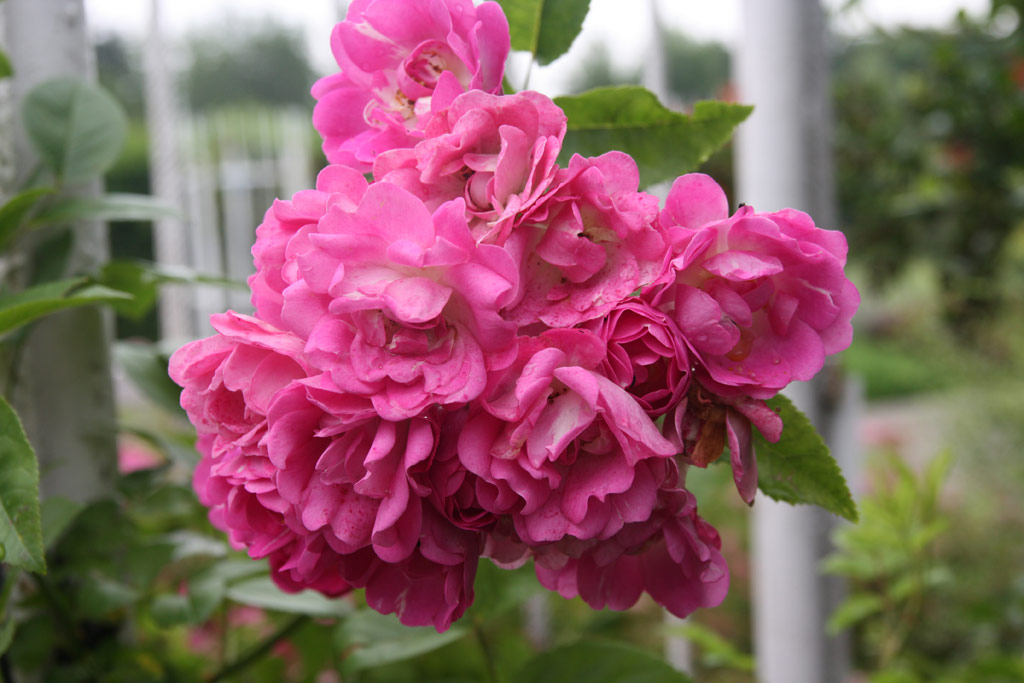 růže Svatopluk ?ech