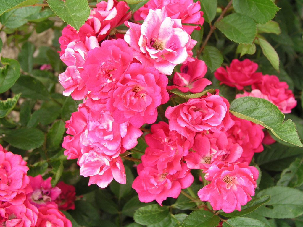 růže Svornost (Chotobus)