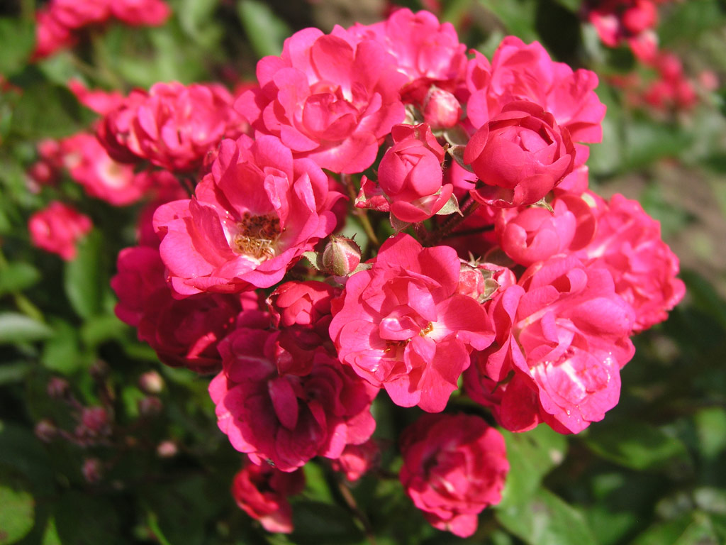 růže Svornost (Chotobus)