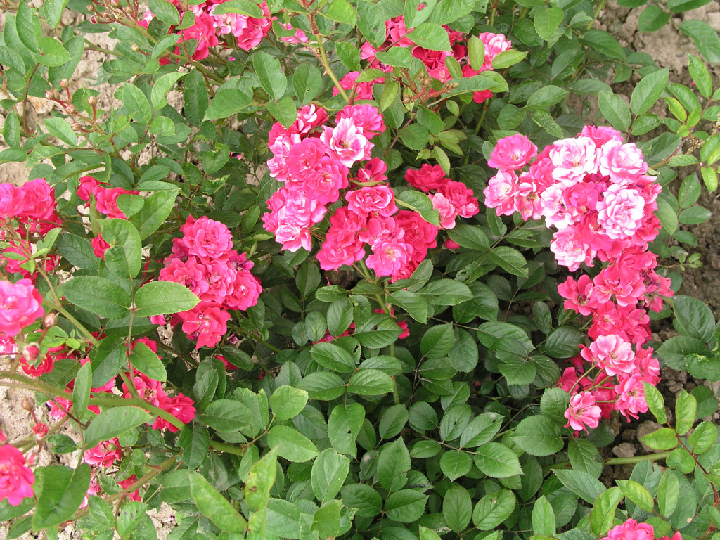 růže Svornost (Chotobus)