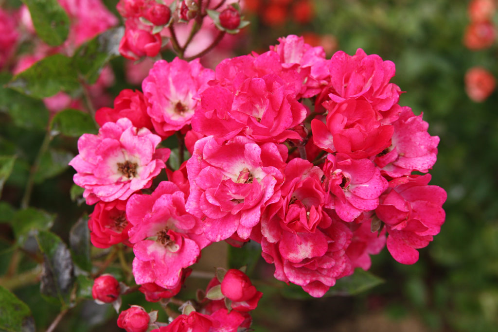 růže Svornost (Chotobus)