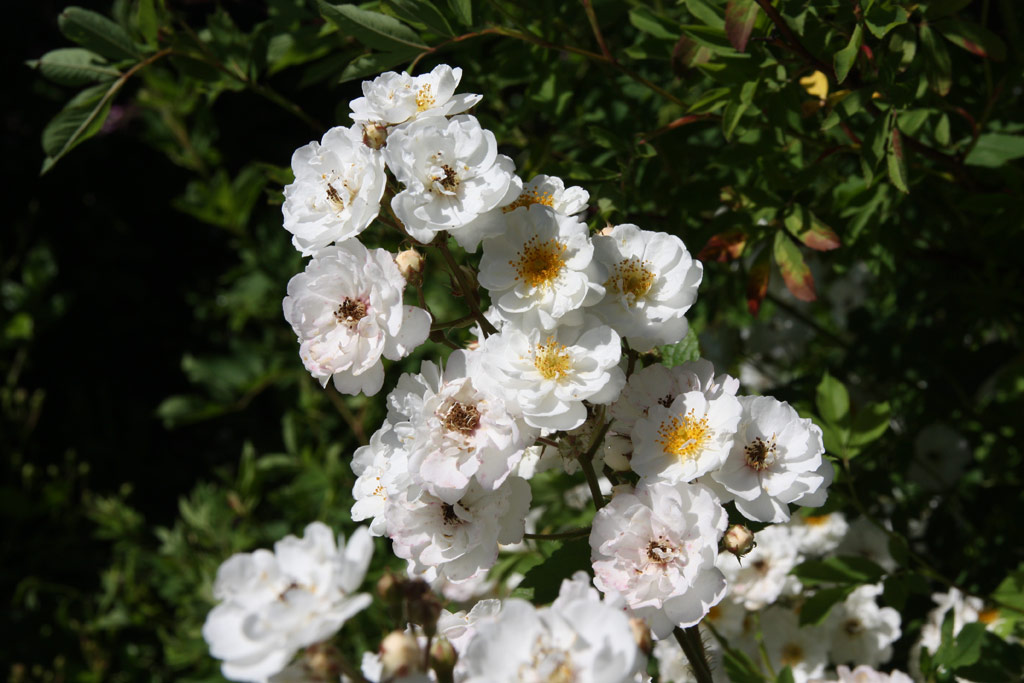 růže Svornost (Sobotka)