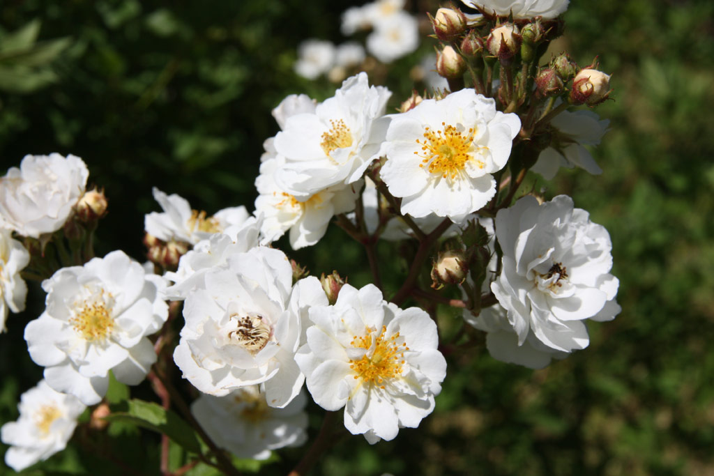 růže Svornost (Sobotka)