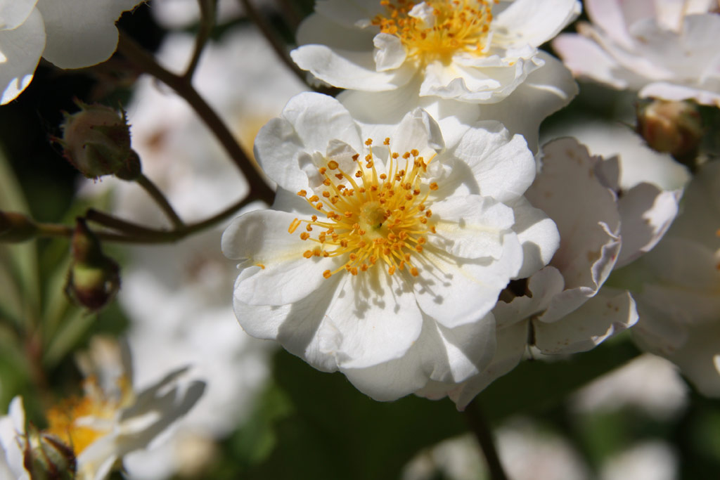 růže Svornost (Sobotka)