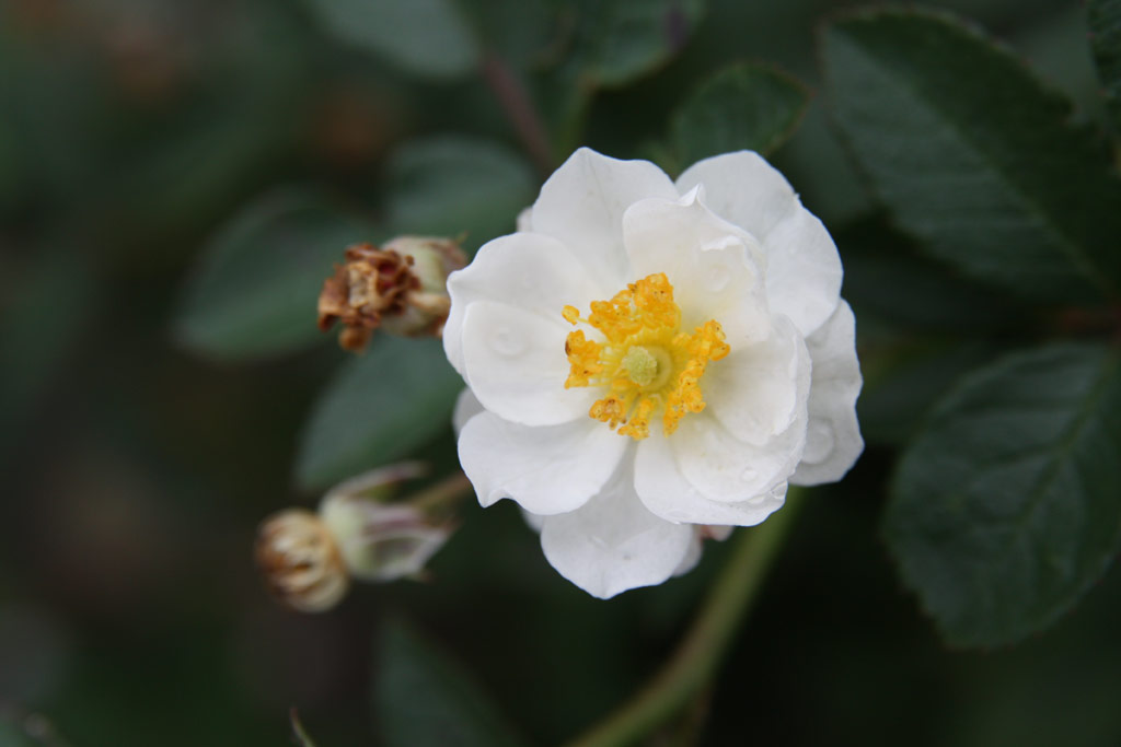 růže Svornost (Sobotka)