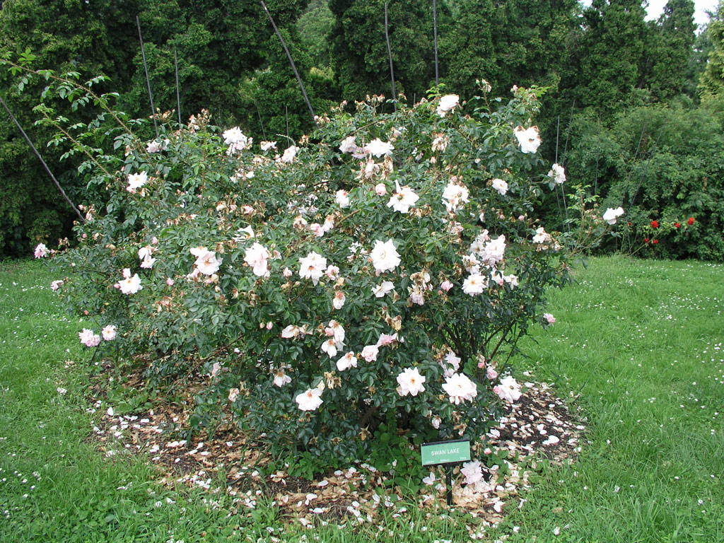 růže Swan Lake