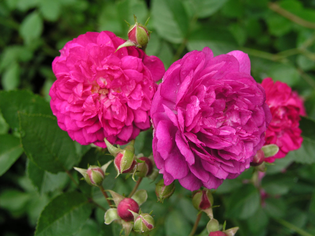 růže Sweet Chariot