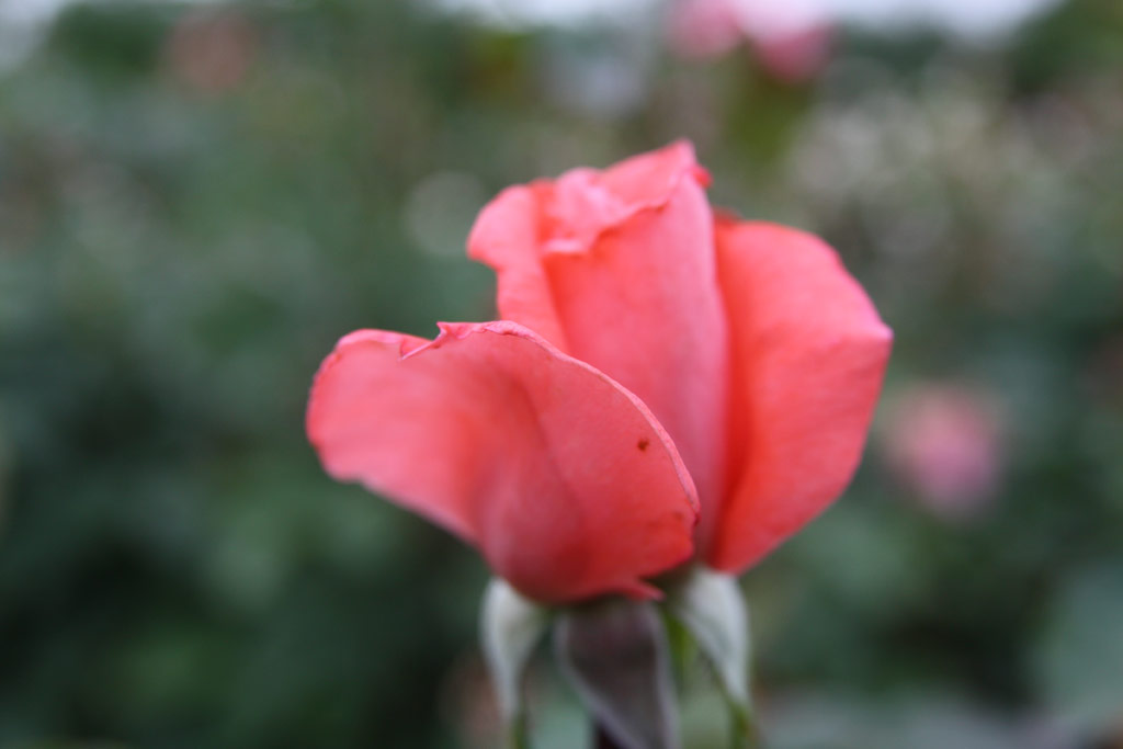 růže Szchenyi Istvn Emlke