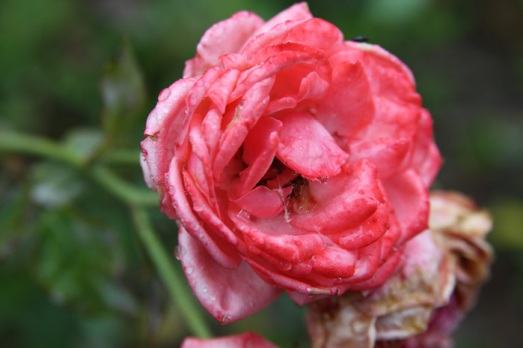 růže Szchenyi Zsigmond Emlke