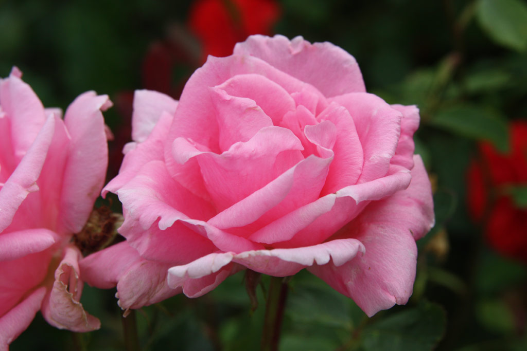 růže Szent Gellrt Emlke