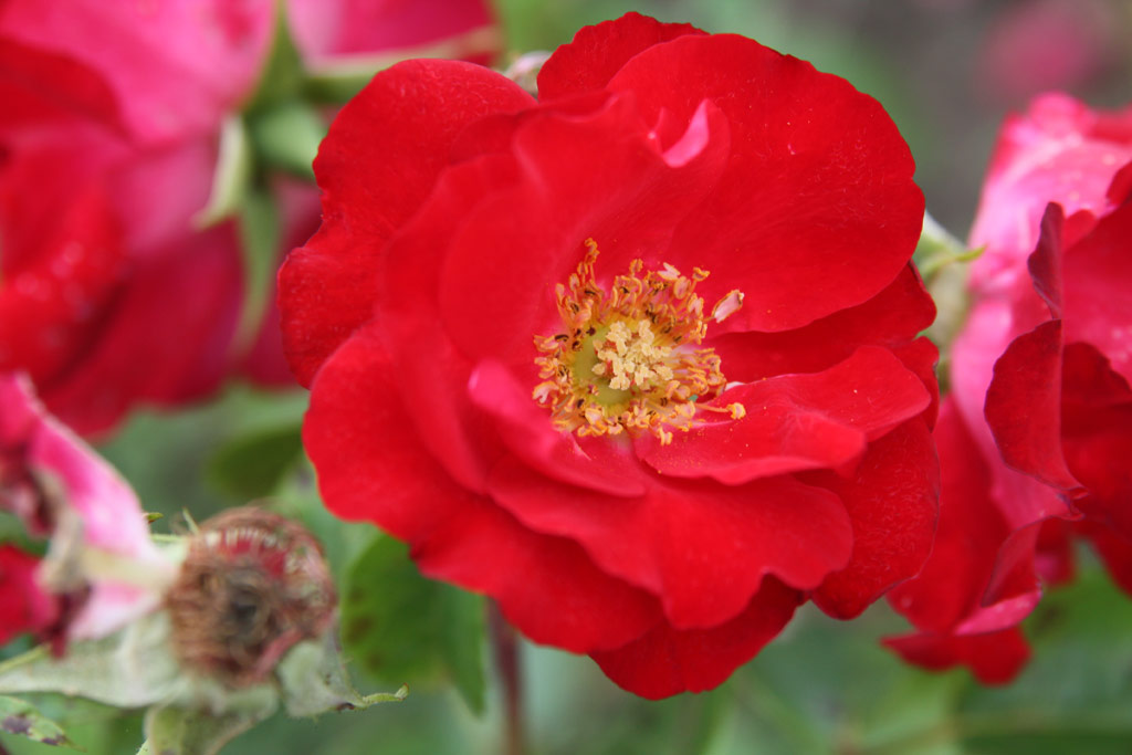 růže Szent Lszlo Emlke