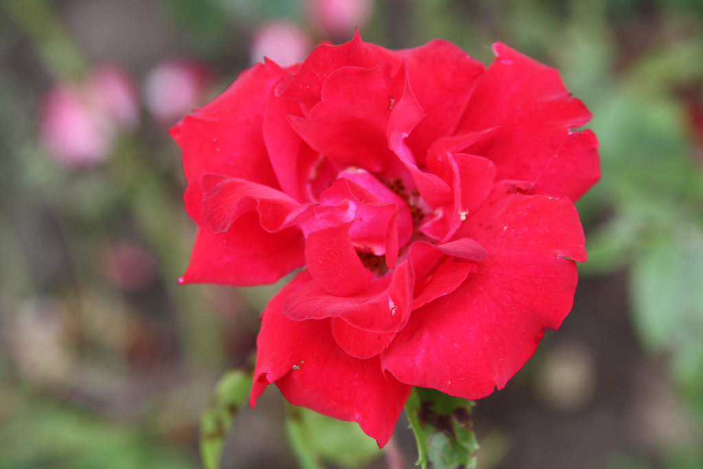 růže Szent Lszlo Emlke