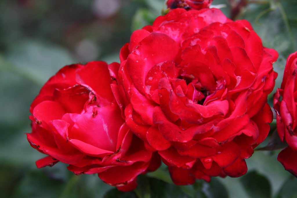 růže Szerb Antal Emlke