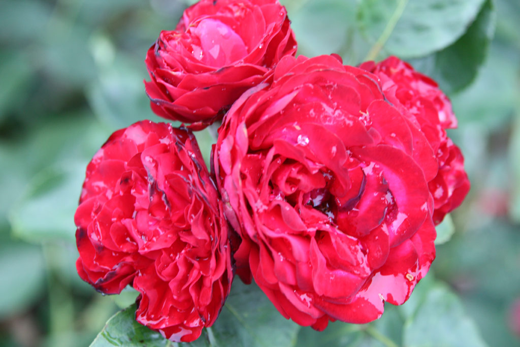 růže Szerb Antal Emlke