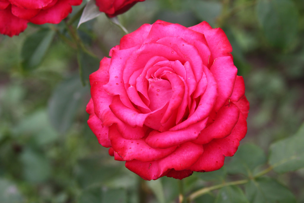 růže Szerb Antal Emlke