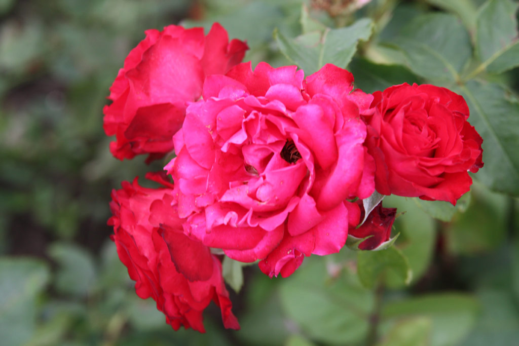 růže Szerb Antal Emlke