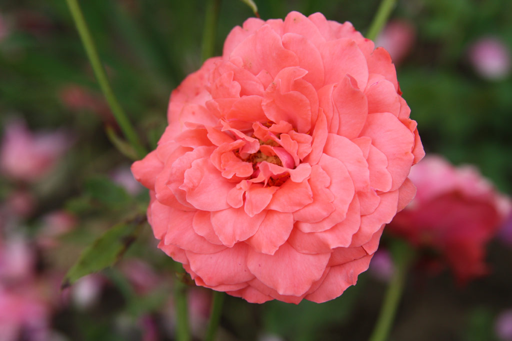 růže Szern Atya Emlke