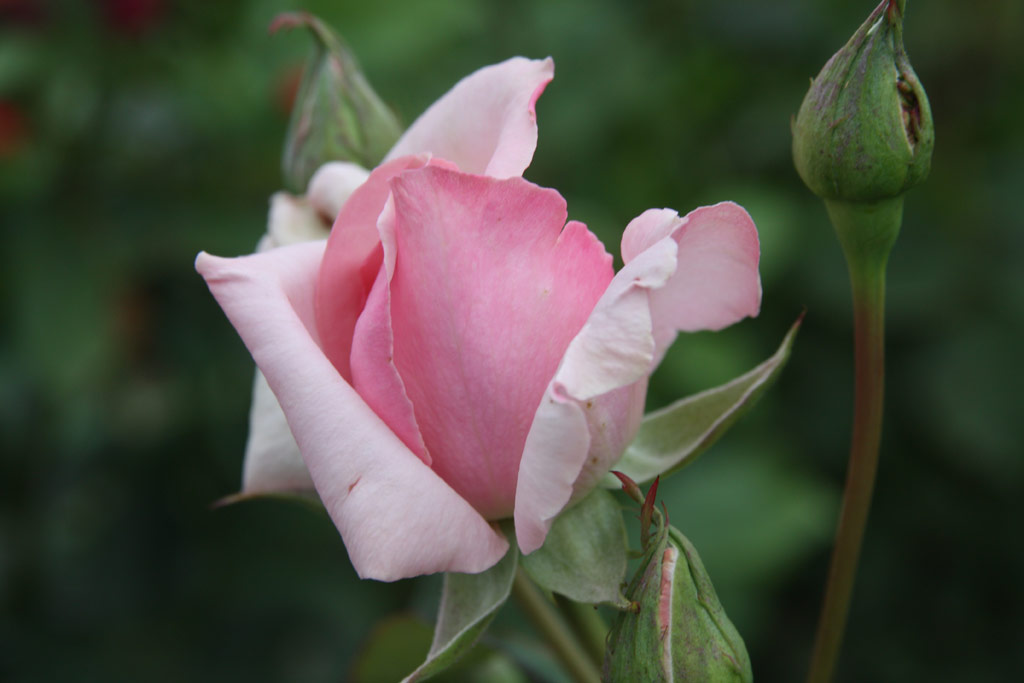 růže Szilgyi Erzsbet Emlke