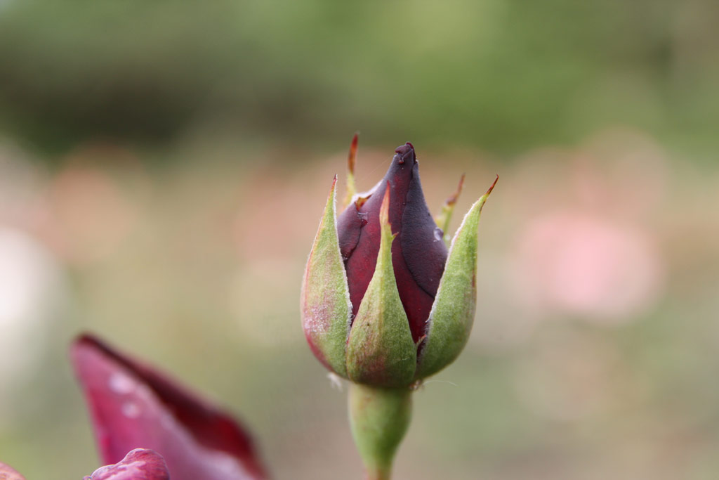 růže Szodlatos Mandarin
