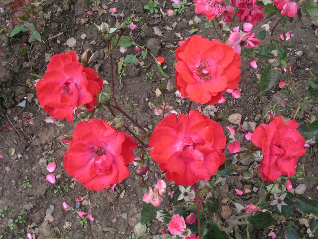 růže Tantaus Triumph