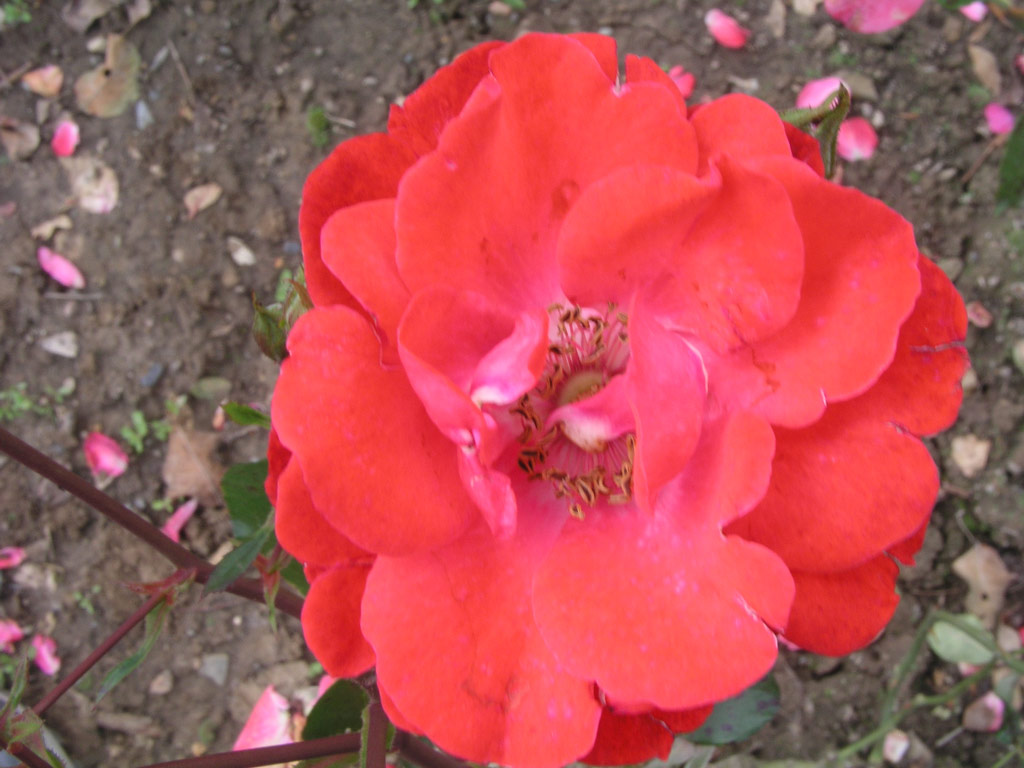 růže Tantaus Triumph