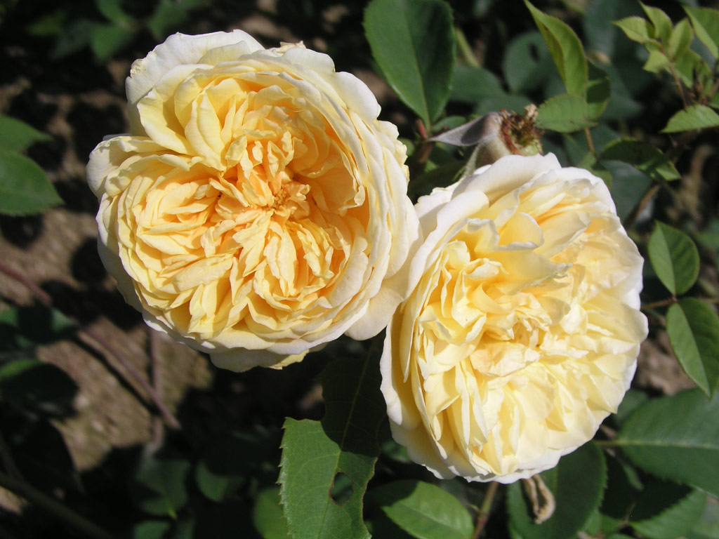 růže Teasing Georgia