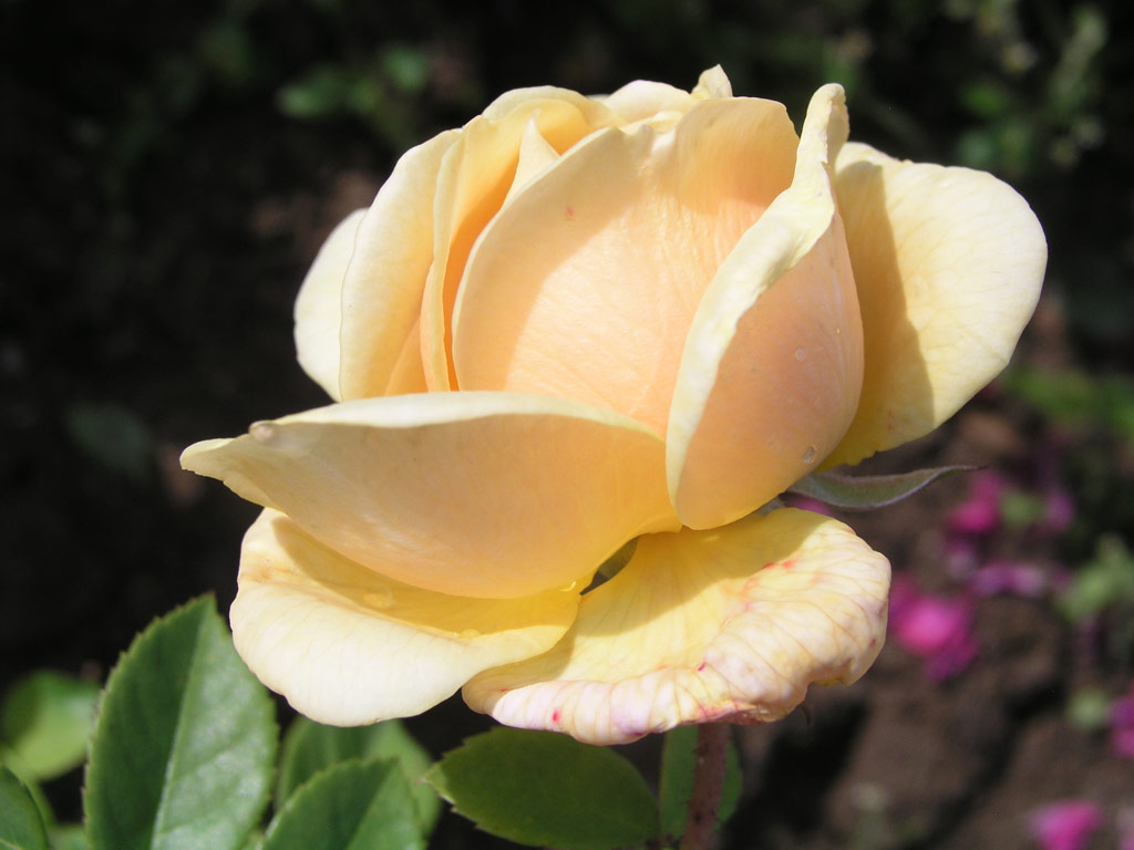 růže Teasing Georgia