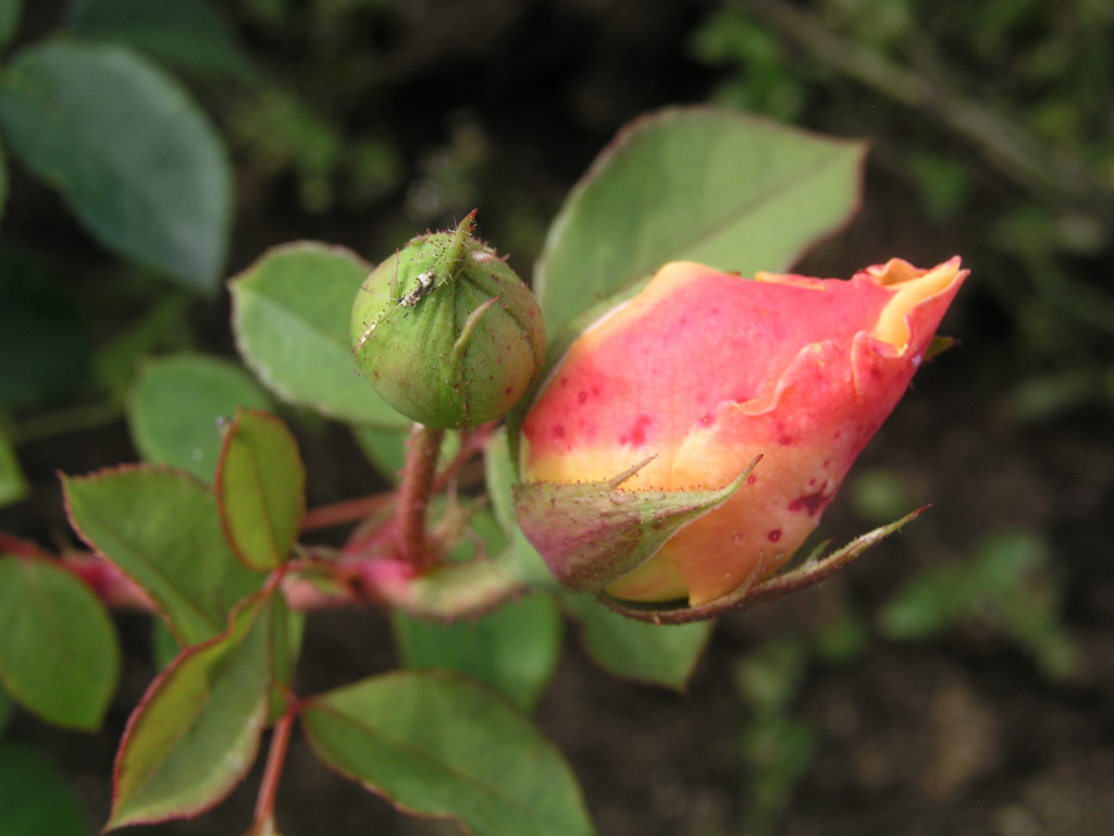 růže Teasing Georgia