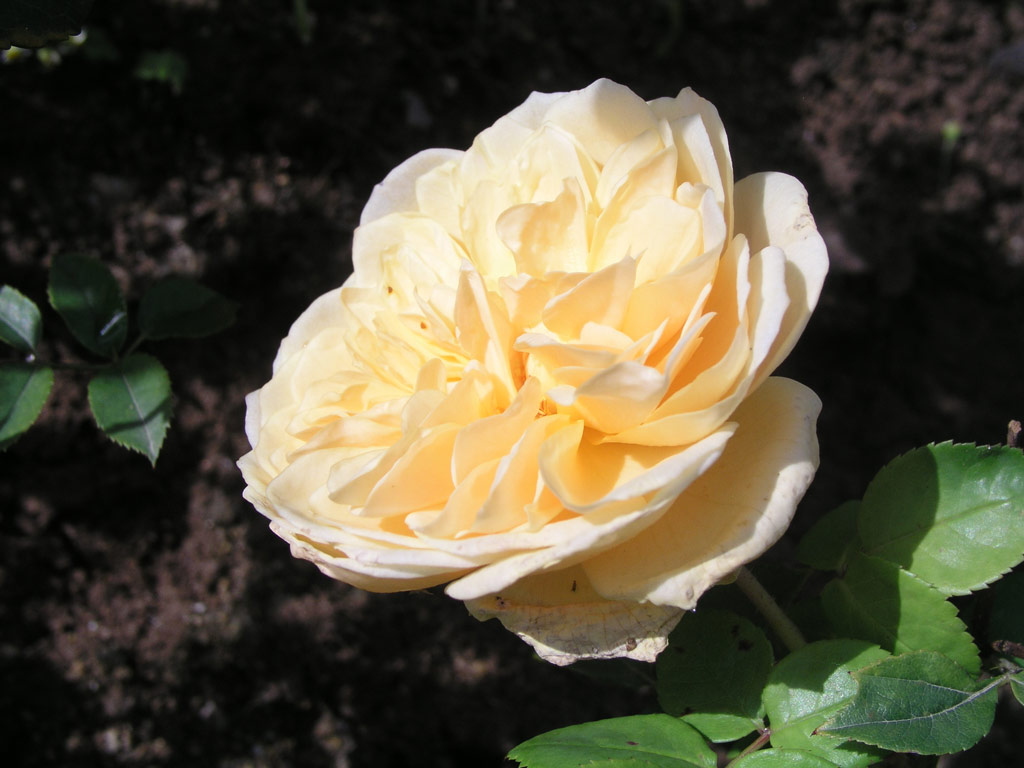 růže Teasing Georgia