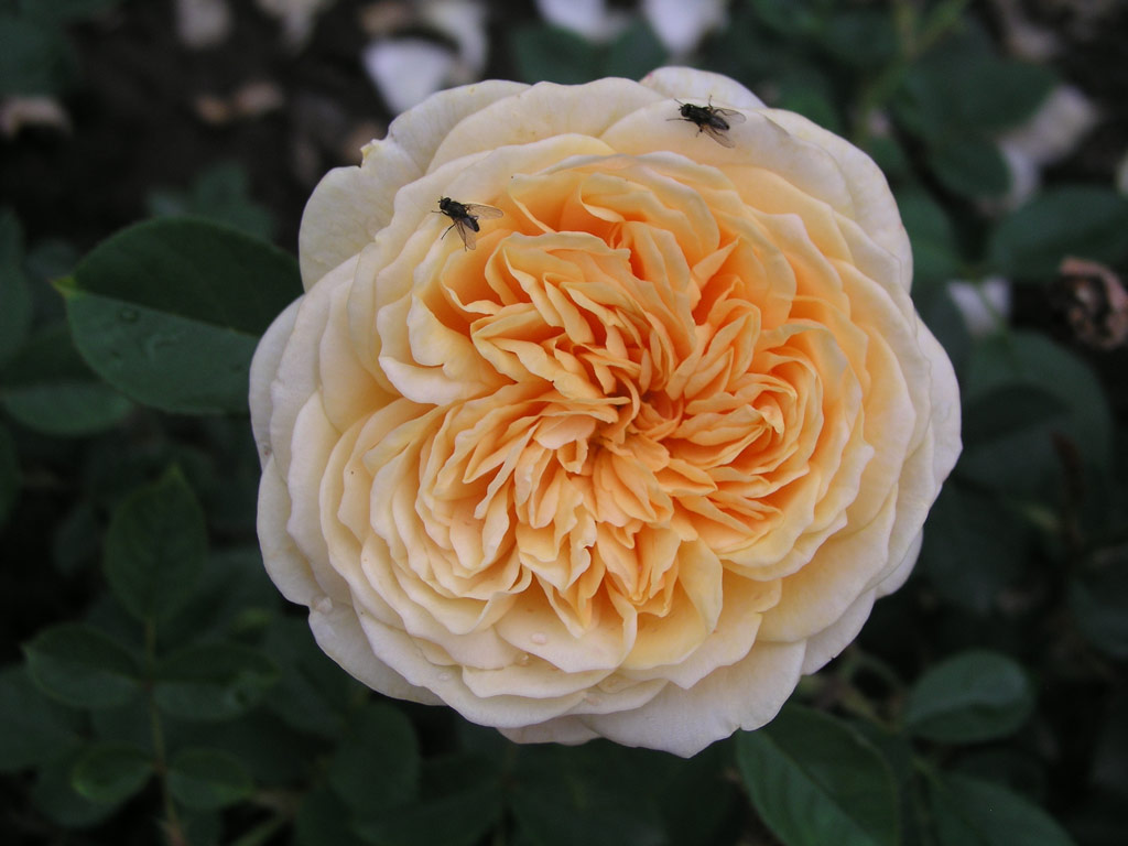 růže Teasing Georgia