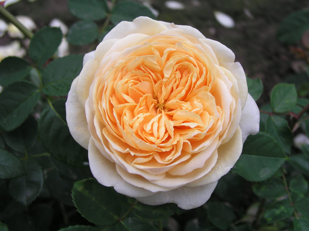 růže Teasing Georgia