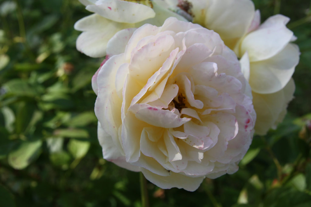 růže Teasing Georgia