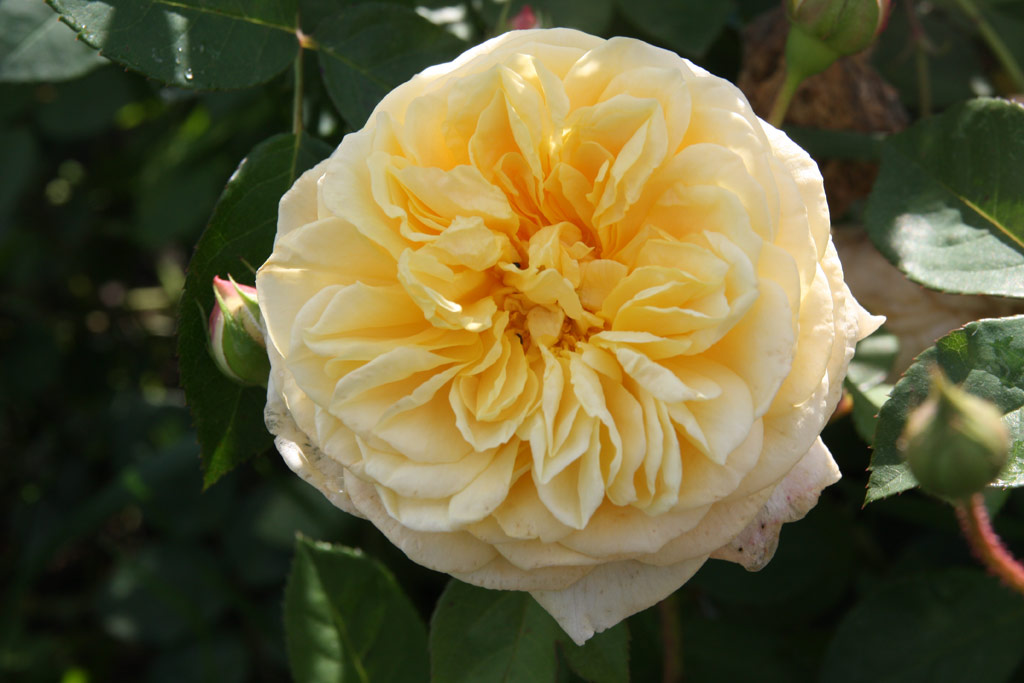 růže Teasing Georgia