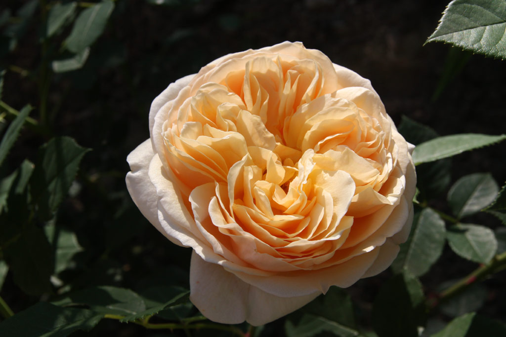 růže Teasing Georgia