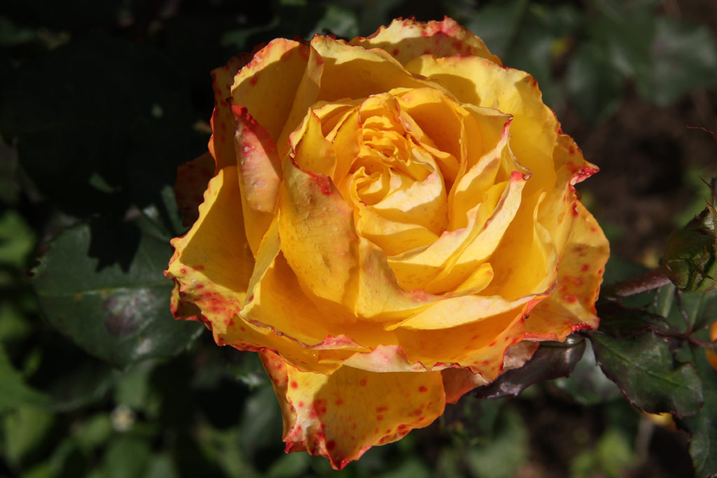 růže Tequila Sunrise