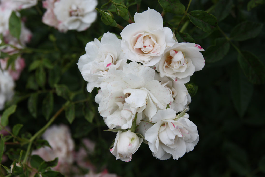 růže Terz Anya Emlke